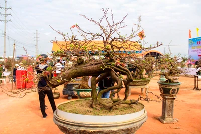 Ngắm "khủng long bạo chúa, vũ nữ chân dài" ở hội thi "đại lão mai"