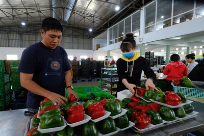 Giá rau Đà Lạt sẽ không 'nhảy múa'