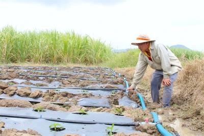 Nông dân Gia Lai xuống đồng với ước nguyện đầu năm