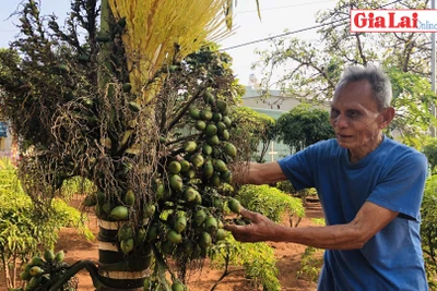 Trầu cau ngày Tết