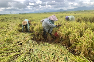 Phú Thiện khẩn trương khắc phục hậu quả mưa bão