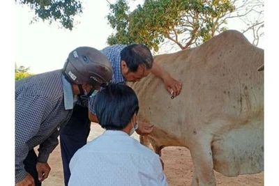 Kbang: Công bố hết dịch bệnh viêm da nổi cục trên trâu, bò tại 2 xã Đak Smar, Đak Rong