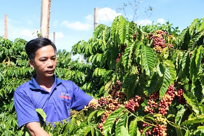 Chư Sê đẩy mạnh tái cơ cấu nông nghiệp