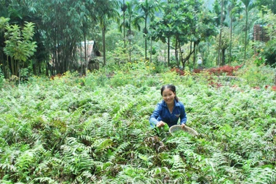 Tản văn: Vị rau của rừng