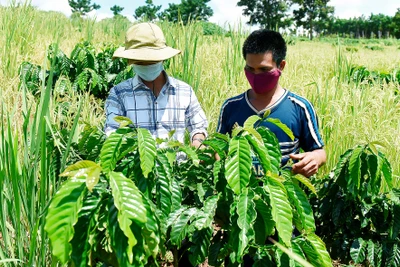 Đê Ar tích cực chuyển đổi cây trồng, vật nuôi