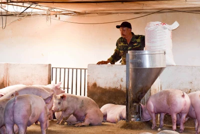 Vì sao Gia Lai thu hút hàng loạt dự án chăn nuôi triệu đô?