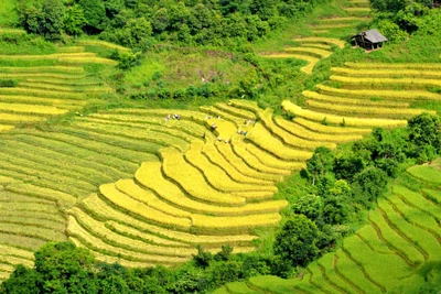 Mùa vàng trên rẻo cao