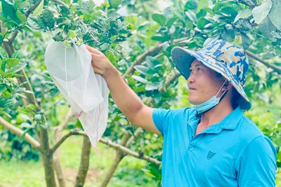 Làm giàu từ trang trại tổng hợp