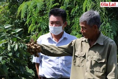 Triển vọng cây nhãn trên đất An Thành