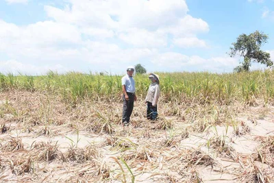 Kbang: Hạn hán gây thiệt hại hơn 19,4 tỷ đồng