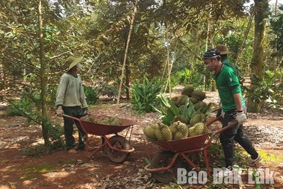 Đắk Lắk đã tiêu thụ được gần 100 nghìn tấn sầu riêng và bơ