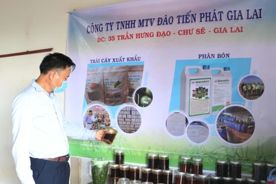 Phân bón hữu cơ "made in" Gia Lai