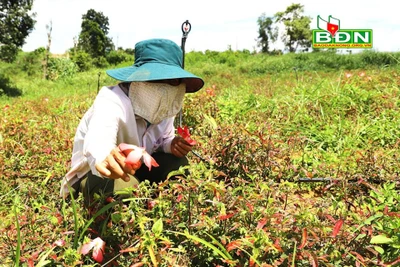 Đắk Nông: Trồng sâm lạ, trồng cây dược liệu lạ-vì sao ngành chức năng lại cảnh báo?