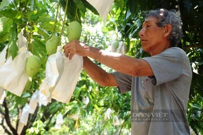 Nhờ cách này, "thủ phủ" trồng xoát cát ở Bình Định không lo thiếu nước