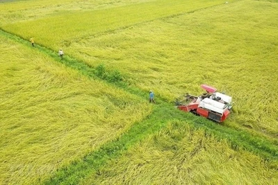 Điều kiện chuyển đổi đất trồng lúa sang đất trồng cây lâu năm