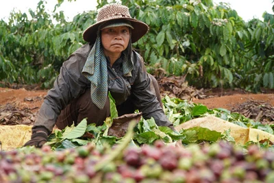 Thêm mùa cà phê "đắng"