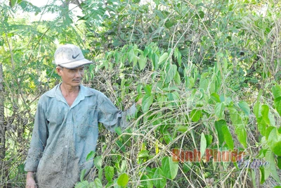 Bình Phước: Trồng cây lạ mang tên cây sachi, bán giống nói như "rót mật vào tai", dân vỡ mộng làm giàu