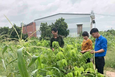 Phú Thiện: Sôi nổi phong trào thanh niên lập thân, lập nghiệp