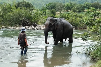 Con voi cuối cùng ở Bắc Tây Nguyên đã chết