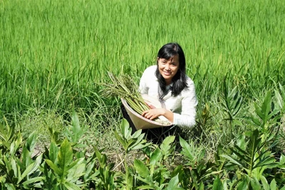 Về thương rau dại quê nhà...