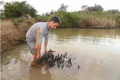 Kho ngọc chục tỉ nằm dưới ao ở huyện M'Đrắk, tỉnh Đắk Lắk