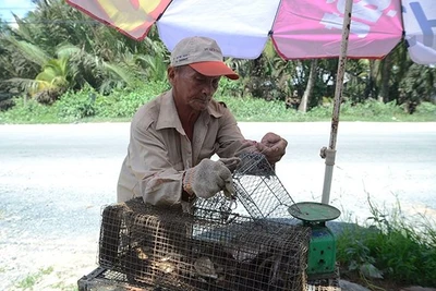 Săn chuột... trên cây