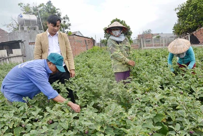 Nông dân Ia Sol cải tạo vườn tạp để phát triển kinh tế