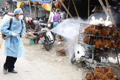 Cúm A/H5N6, H5N1 có lây từ người sang người như virus corona không?