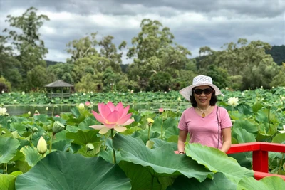 Đầm sen thơm ngát giữa lòng nước Úc