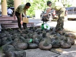 Gia Lai tăng cường quản lý động vật hoang dã