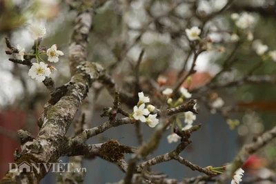 Hoa lê rừng bạc triệu xuống phố làm dân mê mẩn