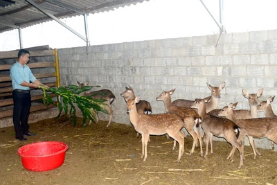 Học ra làm kỹ sư vẫn nghèo, về quê nuôi con sinh lộc lại giàu