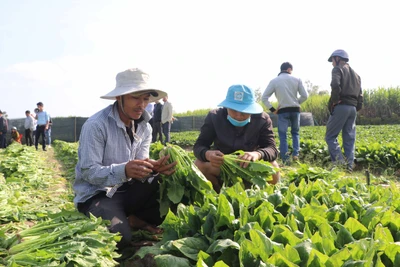 Nghiệm thu mô hình thí điểm trồng rau chân vịt tại huyện Đak Pơ