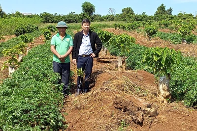 Trồng đương quy Nhật ở vườn cà phê, cứ 1 sào đào 1 tấn củ