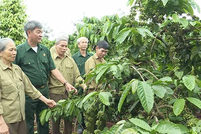 Chư Prông: Cựu chiến binh tích cực tham gia xây dựng hệ thống chính trị