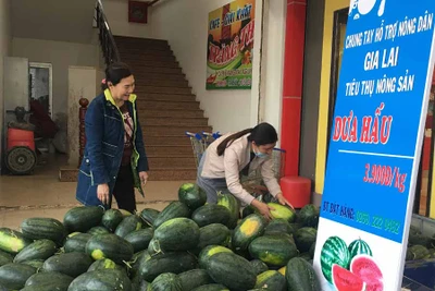 Chung tay "giải cứu" dưa hấu cho nông dân Gia Lai