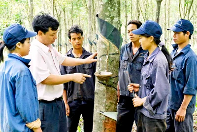 Chuyển đổi diện tích cao su kém hiệu quả sang cây trồng khác trên địa bàn Gia Lai