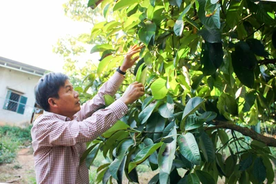 Kỳ lạ, trồng "lung tung" mà thu tiền tỷ từ cây 200 tuổi vẫn "chửa đẻ"