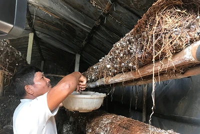 Đà Nẵng: Trồng nấm rơm trong nhà không khó, bán 100 ngàn/ký