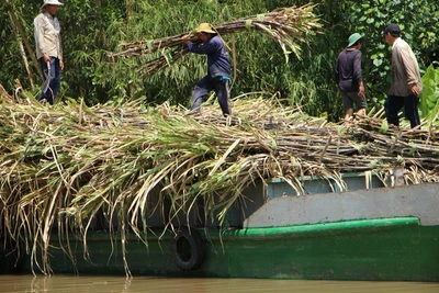 Thủ tướng: 'Nhà nước không bao cấp cho ngành mía đường'