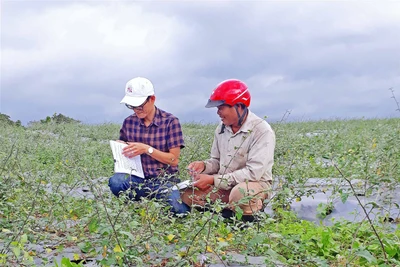 Kông Chro phát triển cây dược liệu theo hướng hàng hóa