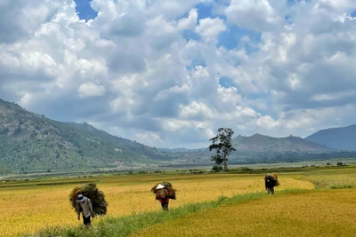 Mùa vàng trên cánh đồng Ngô Sơn