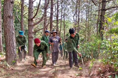 Gia Lai: Phát huy hiệu quả công tác quản lý, bảo vệ rừng