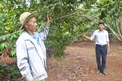 Gia Lai: Cây mắc ca mang lại hiệu quả cao