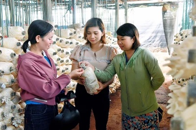 Nông dân Ia Nhin phát triển sản xuất nông nghiệp sạch