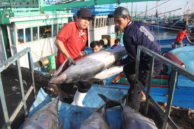 Bình Định làm gì để tiêu thụ hàng nghìn tấn cá ngừ đại dương "khủng", nhiều con nặng cả tạ?