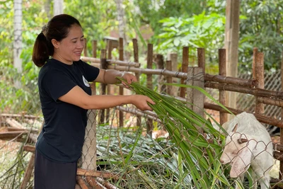 Nông hội chăn nuôi dê xã Glar phát huy hiệu quả