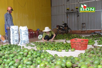 Đắk Nông: Mới vào đầu vụ hái trái bơ mà nông dân đã lo ngay ngáy, làm thế nào để bán hàng chục ngàn tấn?