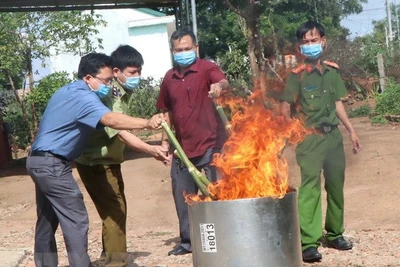 Thu giữ và tiêu hủy 14kg củ và lá giả sâm Ngọc Linh Kon Tum