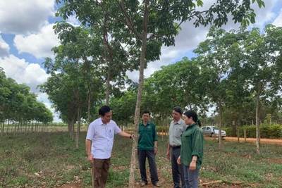 Công ty Cao su Chư Sê phát triển sản xuất kinh doanh gắn với an sinh xã hội